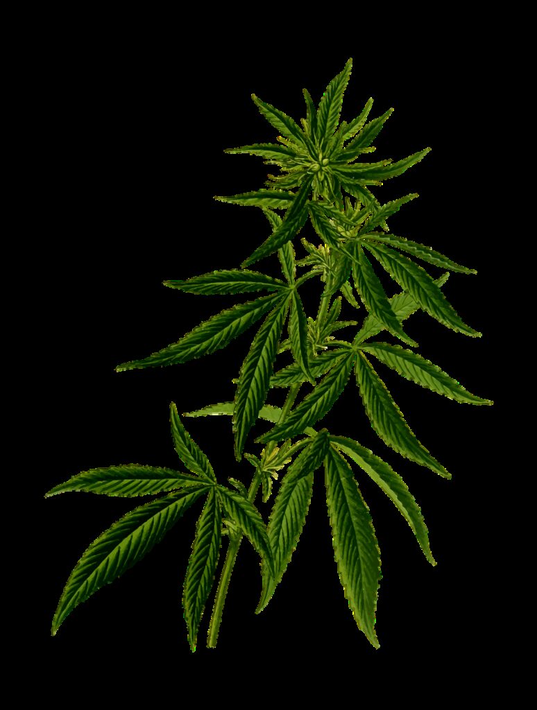cannabis, nature, drug