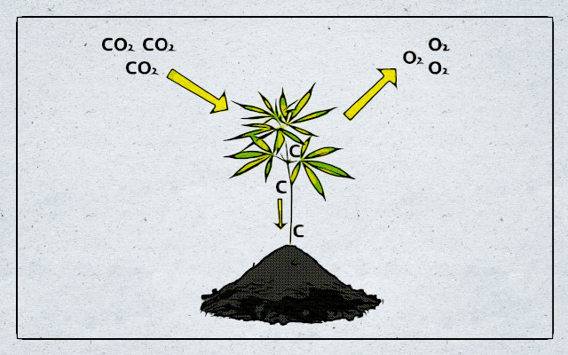 chanvre carbone